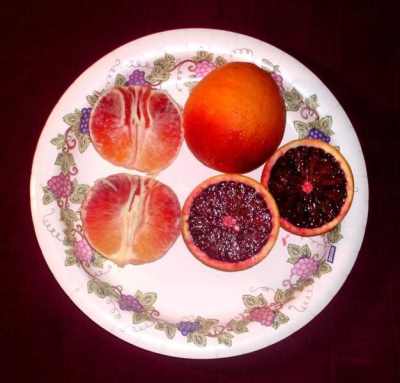 ����� ���� ����� ������� Blood orange.jpg